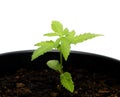 A small marijuana growing in the pot, macro photo