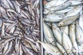 Small Marine Cat fish and Yellow stripe scad, locally known as Salay salay for sale at a public market