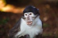 Small marmoset closeup