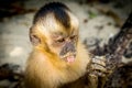 A Small Marmoset monkey common in Brazil