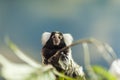 Small marmoset monkey sitting on a tree portrait, wild animal