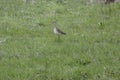 A small marsh bird snipe