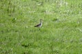 A small marsh bird snipe