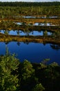 Small marsh ponds in the Kemeri marsh Royalty Free Stock Photo