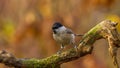 Small marsh tit bird perches on a gnarled tree branch in a lush, green forest