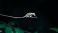 Pygmy chameleon on branch at night time. Royalty Free Stock Photo