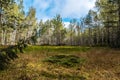 A small marshy forest glade with a green hill of moss