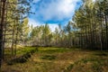 A small marshy forest glade with a green hill of moss