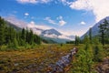 Small marshy meadow