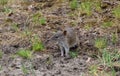 Small marsupial Southern brown bandicoot, Isoodon obesulus