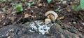 A small mashroom growing on a dozen manggo trees