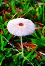 Small mashroom plant