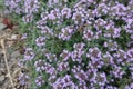 Small mauve flowers of Thymus praecox