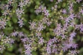 Small meadow flowers background