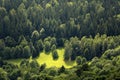 Small meadow in the forest