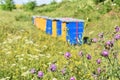 Wooden hives for meadow honey production Royalty Free Stock Photo