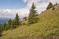 Small meadow with isolated trees and limestone rocks near Velky Choc hill