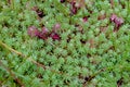 A small meadow overgrown with moss that looks like an exotic plant, with drops of dew