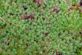 A small meadow overgrown with moss that looks like an exotic plant, with drops of dew