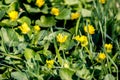 Small meadow yellow flowers in a green grass