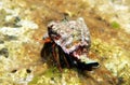 Small Mediterranean Hermit crab - Clibanarius erythropus