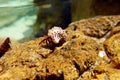 Small Mediterranean Hermit crab - Clibanarius erythropus