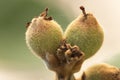 Small medlar growing on your tree.