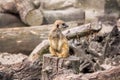 Small meerkat guard Royalty Free Stock Photo