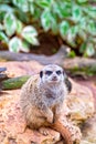 A small meerkat holds guard and looks directly into the camera Royalty Free Stock Photo