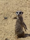 Small meerkat. photo