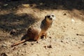 Small meerkat seating on the sand.