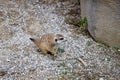 Small Meerkat sitting and looking on pile of rocks.