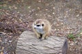 Small Meerkat sitting and looking on top of log. Royalty Free Stock Photo