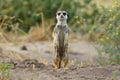 A small meerkat stands on top of a dirt hill, looking alert and curious while balancing on its hind legs, A curious meerkat