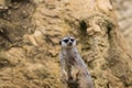 A small meerkat stands on two legs and looks