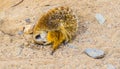 small meerkat - suricate (Suricata suricatta) is protecting her baby in the prague zoo...IMAGE Royalty Free Stock Photo