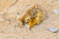 small meerkat - suricate (Suricata suricatta) is protecting her baby in the prague zoo...IMAGE Royalty Free Stock Photo