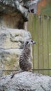 Small meerkat in the Taipei Zoo