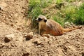 A small meerkat waiting for your friend Royalty Free Stock Photo