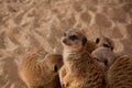 Small meerkats family Royalty Free Stock Photo