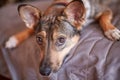 Small melancholy brown adopted dog mongrel lays on the grey cover at home and waits for owner. Dog in the bed.