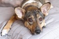 Small melancholy brown adopted dog mongrel with smart look lays on the grey cover at home and waits for owner. Dog in the bed.