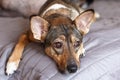 Small melancholy brown adopted dog mongrel with smart look lays on the grey cover at home and waits for owner. Dog in the bed.