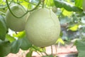 Small melons at farm in thailand