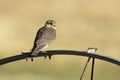 Small merlin falcon perched on a wheel Royalty Free Stock Photo
