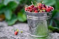 A small metal bucket with wild strawberries Royalty Free Stock Photo