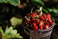 A small bucket with wild strawberries