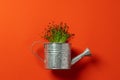 Small metal watering can with bunch of micro green on color background Royalty Free Stock Photo