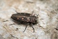 A small metallic wood-boring beetle sitting on a beech tree Royalty Free Stock Photo