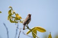 Small Mexican lentils bird perched atop a branch of a lush, green tree